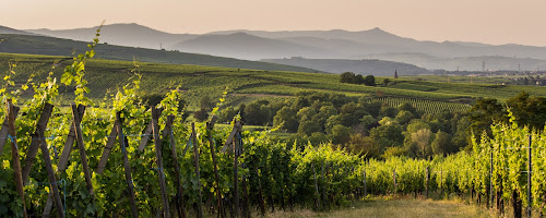 Domaine Joseph Gruss & Fils (Vins Fins d'Alsace) à Eguisheim