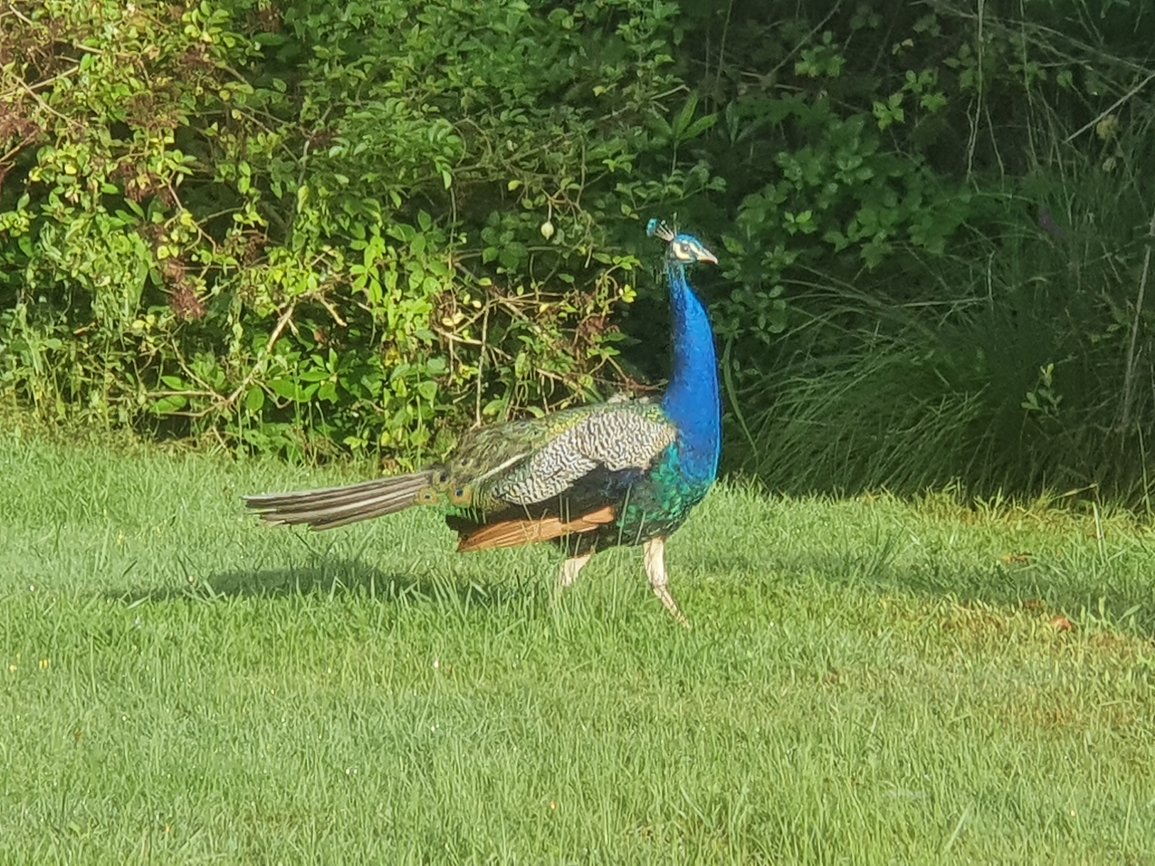 Photo n° 8 de l'avis de Françoise.I fait le 12/08/2021 à 16:46