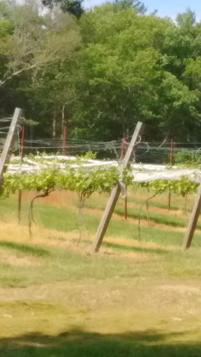 Vineyard «Nickle Creek Vineyard», reviews and photos, 12 King Rd, Foster, RI 02825, USA