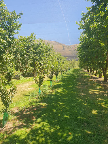 Cheeki Cherries, PYO Orchard - Cromwell