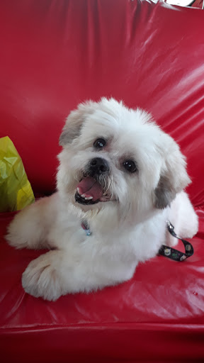 Saúde Animal Clínica Veterinária de Itapevi em Itapevi - SP