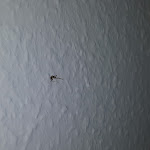 Photo n°5 de l'avis de Christian.i fait le 18/01/2018 à 06:59 sur le  Hotel Flora à Hanover
