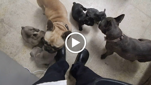 Dr. Kraemer Vet4Bulldog image