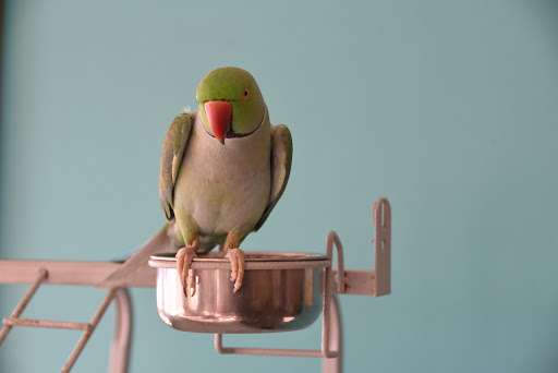 Pet Supply Store «Animal House Pet Supplies», reviews and photos, 733 Phillips Blvd, Sauk City, WI 53583, USA