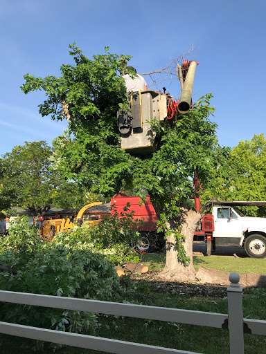 Five Star Tree Service