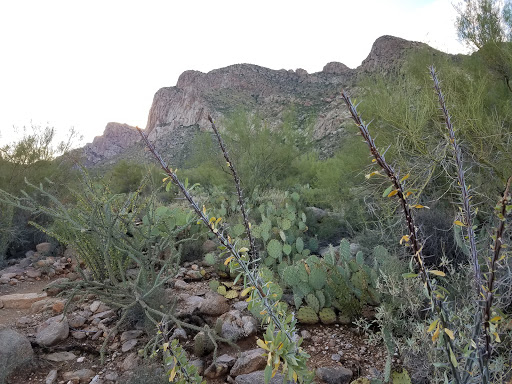 Tourist Attraction «Linda Vista Trail», reviews and photos, 730 E Linda Vista Rd, Oro Valley, AZ 85737, USA