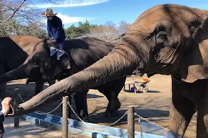 Ichihara Elephant Kingdom image