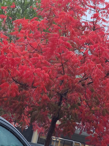 Grocery Store «Safeway», reviews and photos, 16405 CA-116, Guerneville, CA 95446, USA