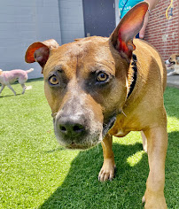 Collar Club - Photo 8 - Car repair in Kansas City, MO, Overland Park