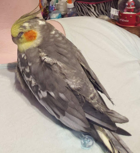 Pet Supply Store «Pet World», reviews and photos, 6527 Centralia Rd, Chesterfield, VA 23832, USA