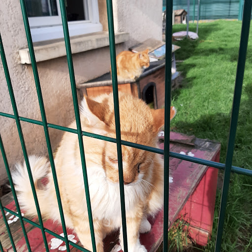 Adopter un border collie Lyon