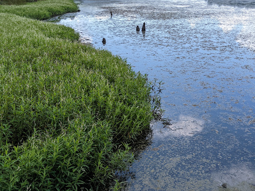 Public Golf Course «Newport News Golf Club at Deer Run», reviews and photos, 901 Clubhouse Way, Newport News, VA 23608, USA