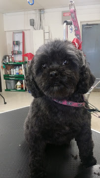 Clip N Critters LLC - Photo 9 - Car repair in Riverview, MI, Dearborn