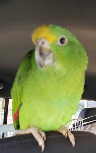 Pet Store «Louis Birds Pets & Supplies», reviews and photos, 80 Keyes St, San Jose, CA 95122, USA