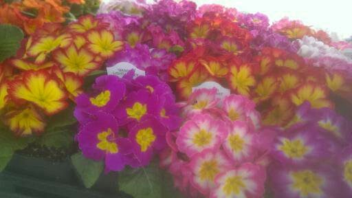 Grocery Store «Top of the Hill Quality Produce», reviews and photos, 5325 NE 4th St, Renton, WA 98059, USA