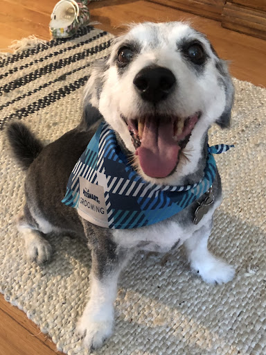 Pet Supply Store «PetSmart», reviews and photos, 156 Pavilion Pkwy, Newport, KY 41071, USA