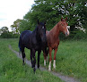 LPK dream horse Rigny-sur-Arroux