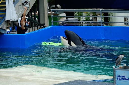 Aquarium «Miami Seaquarium», reviews and photos, 4400 Rickenbacker Causeway, Key Biscayne, FL 33149, USA