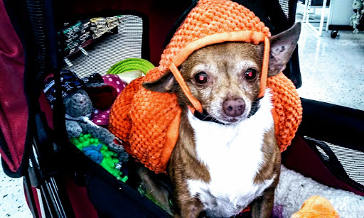 Pet Supply Store «Petco Animal Supplies», reviews and photos, 6067 Greenback Ln, Citrus Heights, CA 95621, USA