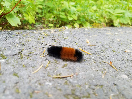 Nature Preserve «Lowami Hart Woods Natural Area», reviews and photos, 14895 SW Hart Rd, Beaverton, OR 97007, USA