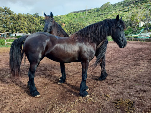 Caballos Gran Canaria