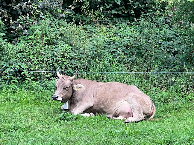 Rezensionen über Biohof Hüsliguet - feines aus dem Hofladen von Fam. Hefti in Glarus Nord - Bioladen