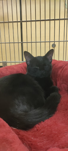 Pet Supply Store «PetSmart», reviews and photos, 10460 Town Center Dr, Westminster, CO 80021, USA