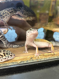 Petco - Photo 3 - Car repair in Amherst, NH, Nashua