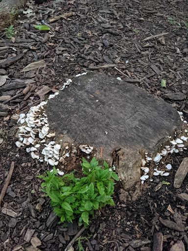 Community Park «Peterson Park», reviews and photos, 5801 N Pulaski Rd, Chicago, IL 60646, USA