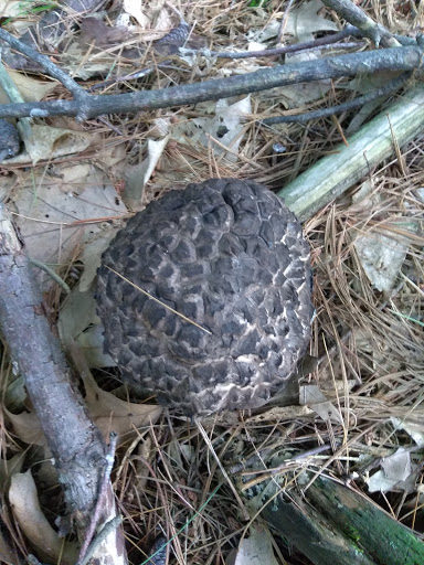 Dog Park «Andover dog park», reviews and photos, 288 High Plain Rd, Andover, MA 01810, USA