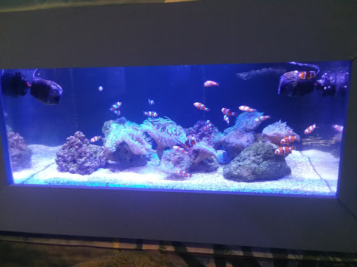 Aquarium «Central Indy Aquatics», reviews and photos, 5560 N Tacoma Ave, Indianapolis, IN 46220, USA
