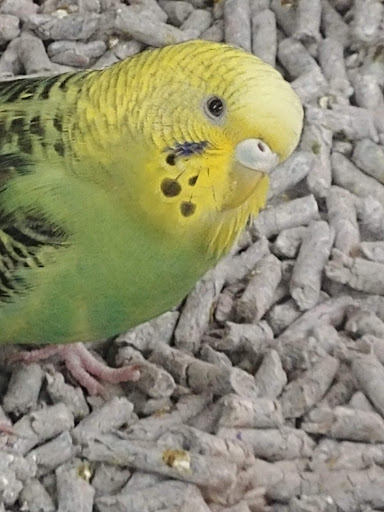 Pet Supply Store «Petco Animal Supplies», reviews and photos, 2435 N Hwy 67, Florissant, MO 63033, USA