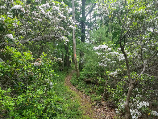 Standing Stone Trail