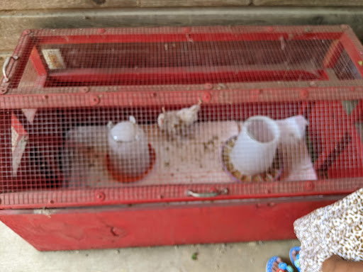 Zoo «Fritz Park Petting Farm», reviews and photos, 312 E Vilbig St, Irving, TX 75060, USA