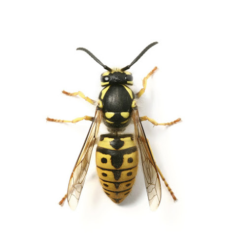 Wasp Nest Removal Herefordshire - Worcester