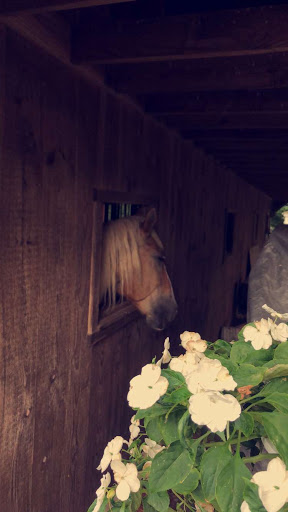 Farm «B & B Flower Farm», reviews and photos, 668 Jones Hill Rd, West Haven, CT 06516, USA