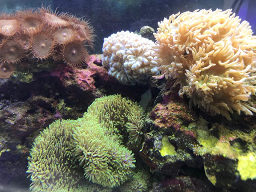 Pet Store «Coral Sea Fish and Pets», reviews and photos, 118 N Gaston Ave, Somerville, NJ 08876, USA