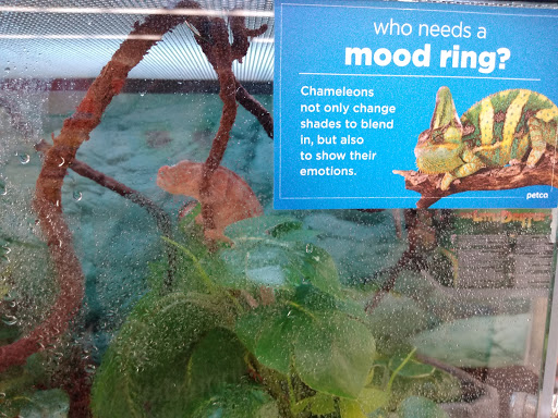 Pet Supply Store «Petco Animal Supplies», reviews and photos, G3559 Miller Rd, Flint, MI 48507, USA