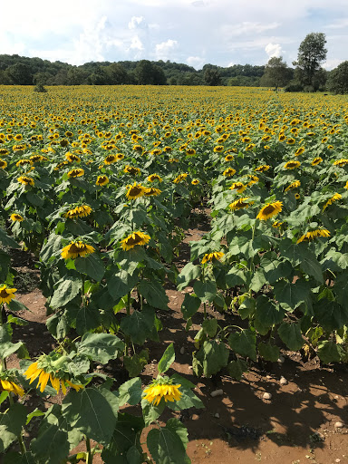 Tourist Attraction «Sussex County Sunflower Maze», reviews and photos, 101 Co Rd 645, Sandyston, NJ 07826, USA