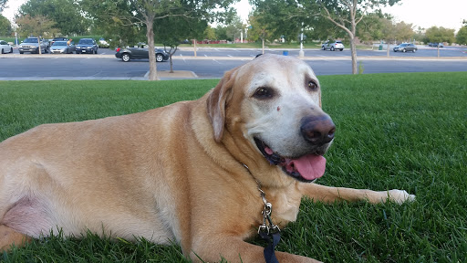 Park «Mountain Crest Park», reviews and photos, 4701 N Durango Dr, Las Vegas, NV 89129, USA