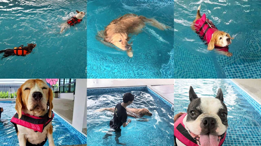 HongHub โฮ่งฮับ Dog's pool & Hotel