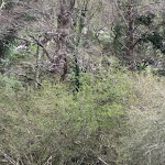 Photo n°10 de l'avis de anella.o fait le 25/04/2022 à 18:09 sur le  Chalet Nicoletti à Laurino