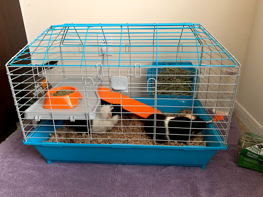 Pet Supply Store «Petco Animal Supplies», reviews and photos, 8644 E 96th St, Fishers, IN 46038, USA