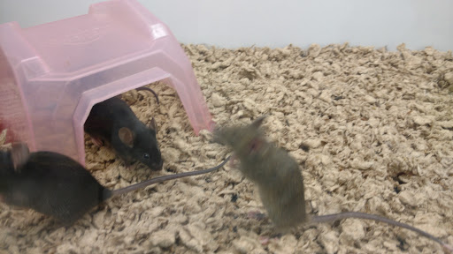 Pet Supply Store «Petco Animal Supplies», reviews and photos, 13127 N Dale Mabry Hwy, Tampa, FL 33618, USA