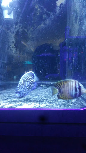 Pet Store «Alamo Aquatic Pets», reviews and photos, 6504 Bandera Rd, San Antonio, TX 78238, USA