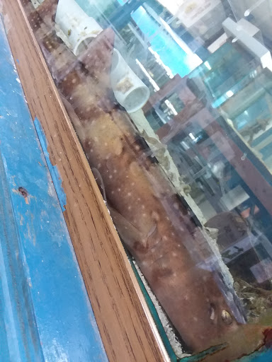 Pet Store «Exotic Fish», reviews and photos, 406 Northside Dr # F, Valdosta, GA 31602, USA