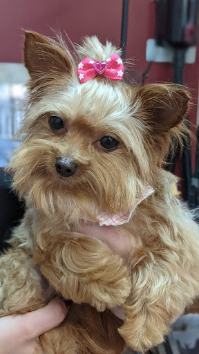 Pet Groomer «A Klassy Lassie, LLC», reviews and photos, 30 Old Jackson Rd, McDonough, GA 30252, USA