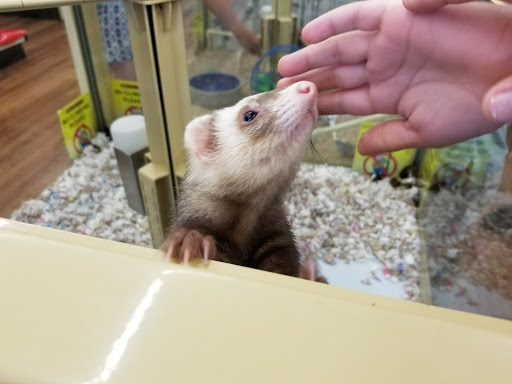 Pet Supply Store «Pet Supermarket», reviews and photos, 465 State Rd 13, Fruit Cove, FL 32259, USA