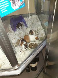 Petco - Photo 8 - Car repair in New York, NY, New York