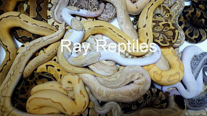 Ray Reptiles (品叡爬寵)